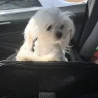 Full AKC Ella, a  Maltese for sale in Pekin, IN – 2 of 4