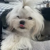 Full AKC Ella, a  Maltese for sale in Pekin, IN – 3 of 4