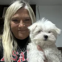 AKC Lexie, a  Maltese for sale in Pekin, IN – 3 of 3