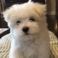 AKC Lexie, a  Maltese for sale in Pekin, IN – 2 of 3