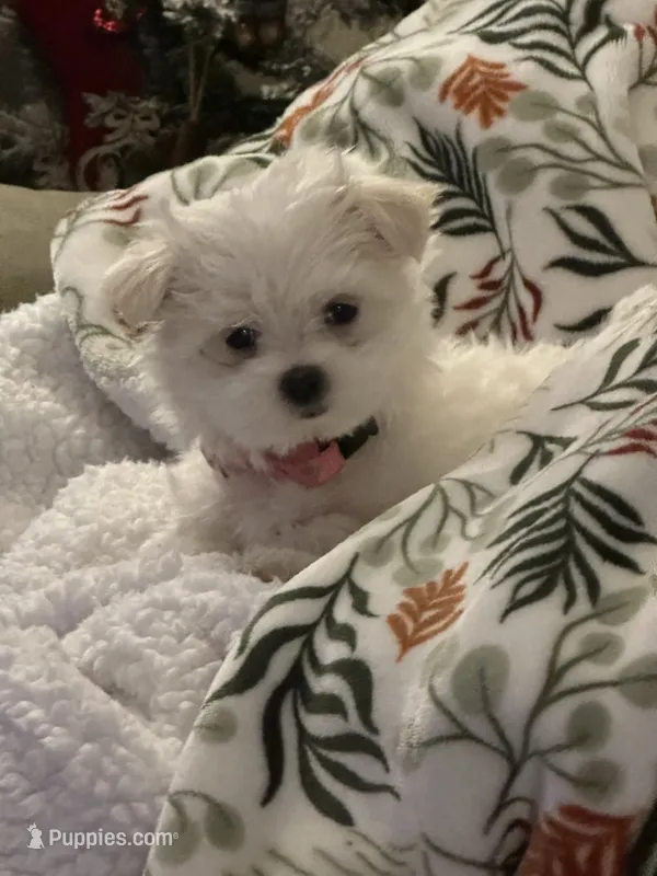 AKC Lexie – Maltese puppy for sale in Pekin, IN