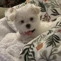 AKC Lexie, a  Maltese for sale in Pekin, IN – 1 of 3