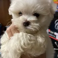 AKC Full Beau, a  Maltese for sale in Pekin, IN – 1 of 2