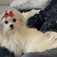 AKC Full Beau, a  Maltese for sale in Pekin, IN – 2 of 2