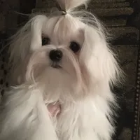 Casanova's Korean BO, a  Maltese for sale in Pekin, IN – 2 of 3