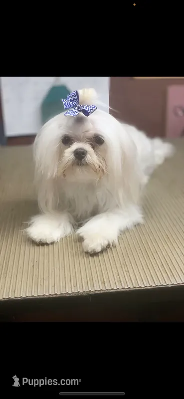 Casanova's Korean BO – Maltese puppy for sale in Pekin, IN