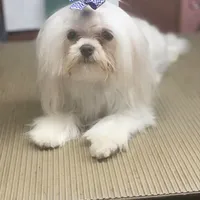 Casanova's Korean BO, a  Maltese for sale in Pekin, IN – 1 of 3