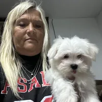 Jaxx  AKC, a male Maltese for sale in Pekin, IN – 1 of 3