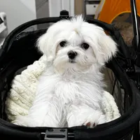 Jaxx  AKC, a male Maltese for sale in Pekin, IN – 2 of 3