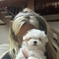 Jaxx  AKC, a male Maltese for sale in Pekin, IN – 3 of 3