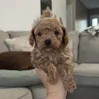 Razzy FullAKC, a male Poodle - Toy  for sale in Pekin, IN – 2 of 5