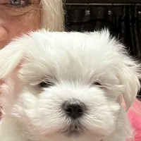 LunaFull AKC, a  Maltese for sale in Pekin, IN – 2 of 3