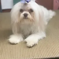 LunaFull AKC, a  Maltese for sale in Pekin, IN – 3 of 3