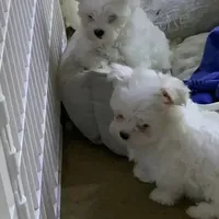 LunaFull AKC, a  Maltese for sale in Pekin, IN – 1 of 3