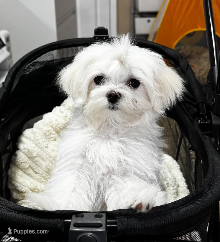 Emma AKC – Maltese puppy for sale in Pekin, IN