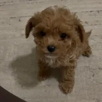 Saydi, a  Maltipoo and Poodle - Toy  for sale in Pekin, IN – 2 of 3
