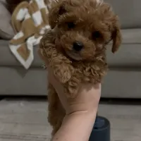 Saydi, a  Maltipoo and Poodle - Toy  for sale in Pekin, IN – 1 of 3
