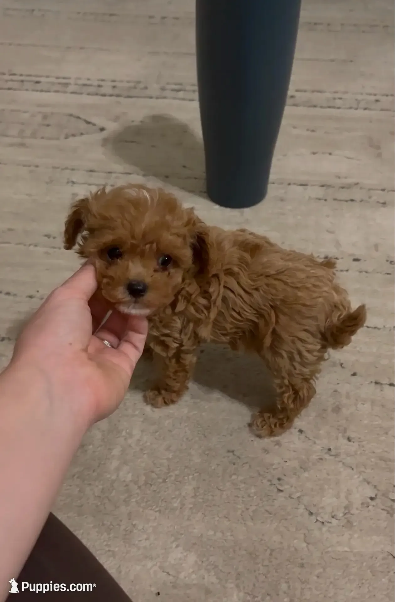 TinyLiamAKC, a male Poodle - Toy  for sale in Pekin, IN – 4 of 4