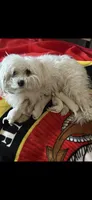 Emma AKC, a female Maltese for sale in Pekin, IN – 2 of 2