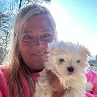 Jetty’s Bo, a  Maltese for sale in Pekin, IN – 3 of 3