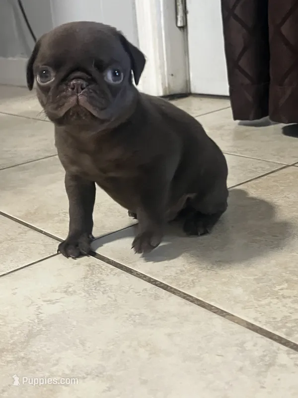 Chocolate Pug Jerry – Pug puppy for sale in Pasadena, TX
