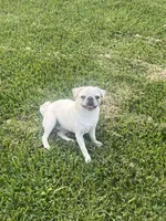 Snow, a female Pug for sale in Pasadena, TX – Photo 3 of 3
