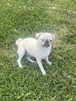 Snow, a female Pug for sale in Pasadena, TX – Photo 2 of 3
