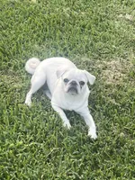 Snow, a female Pug for sale in Pasadena, TX – Photo 1 of 3