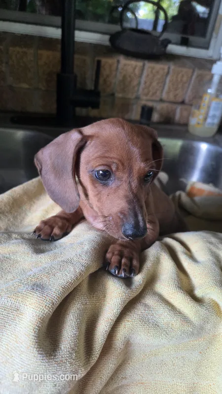3 Girl Red Dapple – Miniature Dachshund puppy for sale in Pasadena, TX