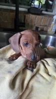 Red Dapple Mini Dachshund , a female Miniature Dachshund for sale in Pasadena, TX – 1 of 4