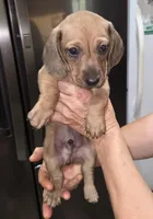 Male 1 - Wild Boar, a male Miniature Dachshund for sale in Pasadena, TX – Photo 2 of 3