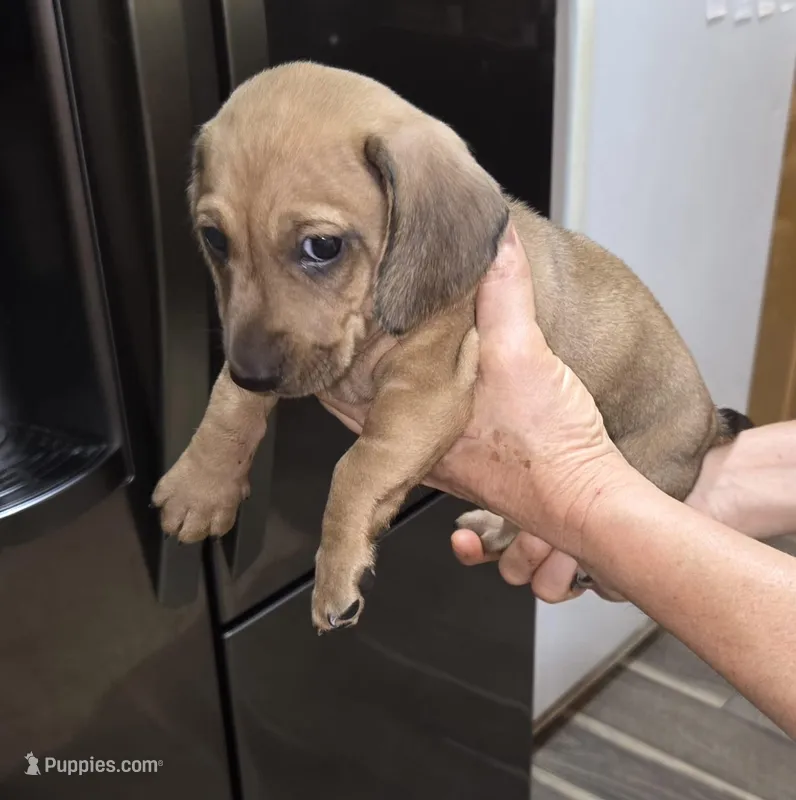 Male 1 - Wild Boar – Miniature Dachshund puppy for sale in Pasadena, TX