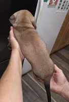 Male 1 - Wild Boar, a male Miniature Dachshund for sale in Pasadena, TX – Photo 3 of 3