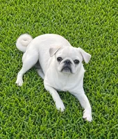 Chocolate Pug Jerry, a male Pug for sale in Pasadena, TX – 4 of 4
