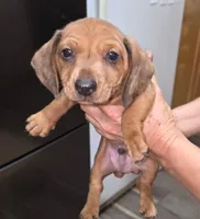 Male 2 - Light Dapple, a male Miniature Dachshund for sale in Pasadena, TX – Photo 2 of 3
