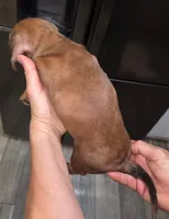 Male 2 - Light Dapple, a male Miniature Dachshund for sale in Pasadena, TX – Photo 1 of 3