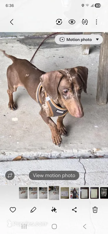 Alfie  – Miniature Dachshund puppy for sale in Pasadena, TX