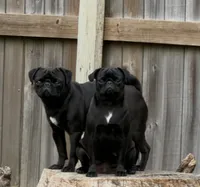 Bella, a female Pug for sale in Pasadena, TX – 2 of 2