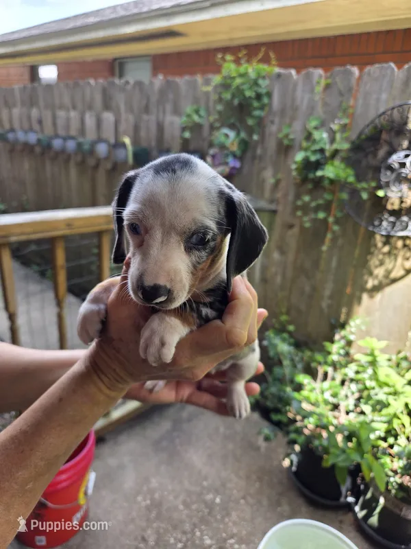 1 Girl Silver Dapple  – Miniature Dachshund puppy for sale in Pasadena, TX
