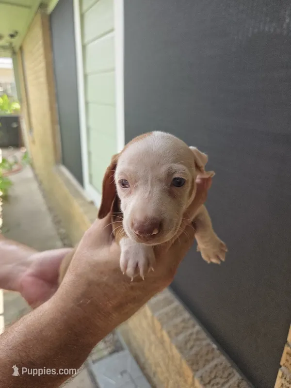 2 Girl Brown Dapple  – Miniature Dachshund puppy for sale in Pasadena, TX