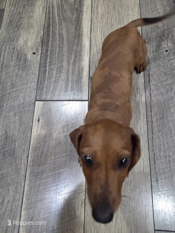 Red Dapple Mini Dachshund  – Miniature Dachshund puppy for sale in Pasadena, TX
