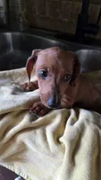 Red Dapple Mini Dachshund , a female Miniature Dachshund for sale in Pasadena, TX – 2 of 4