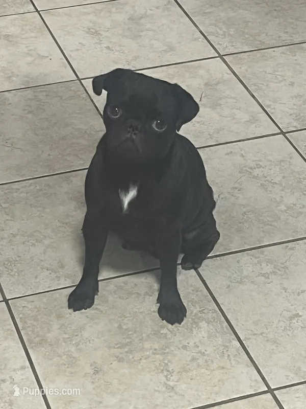 Oreo – Pug puppy for sale in Pasadena, TX