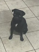 Oreo, a female Pug for sale in Pasadena, TX – 1 of 1