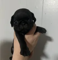Bella, a female Pug for sale in Pasadena, TX – 1 of 2