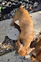 Red Dapple Mini Dachshund , a female Miniature Dachshund for sale in Pasadena, TX – 4 of 4