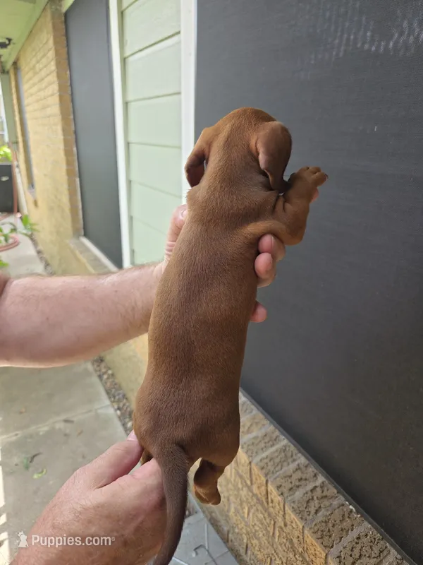 2 Boy Red dapple  – Miniature Dachshund puppy for sale in Pasadena, TX