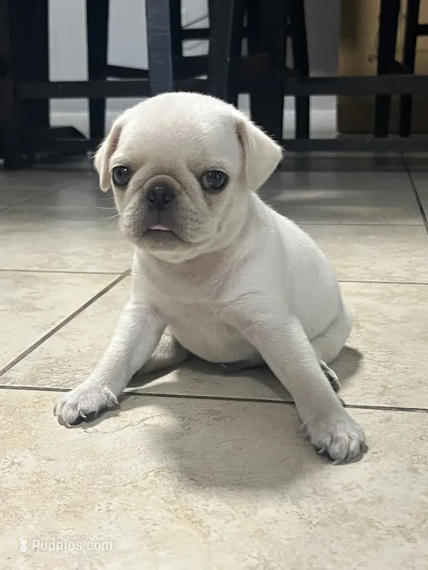 White Pug Tom – Pug puppy for sale in Pasadena, TX
