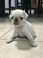 White Pug Tom, a male Pug for sale in Pasadena, TX – 1 of 4