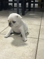 White Pug Tom, a male Pug for sale in Pasadena, TX – 2 of 4